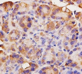 Immunohistochemistry (Formalin/PFA-fixed paraffin-embedded sections) - Anti-Angiotensin Converting Enzyme 1 antibody (AB216476)