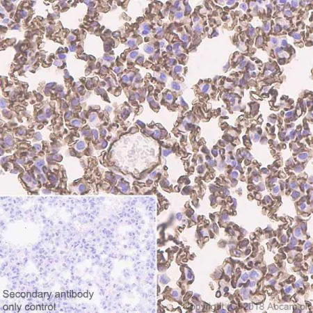 Immunohistochemistry (Formalin/PFA-fixed paraffin-embedded sections) - Anti-Angiotensin Converting Enzyme 1 antibody [EPR22250-204] - BSA and Azide free (AB240561)