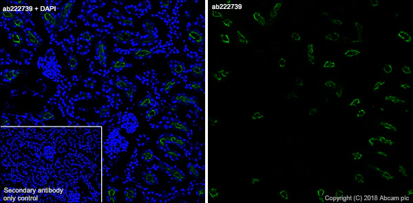 Immunohistochemistry (Frozen sections) - Anti-Angiotensin Converting Enzyme 1 antibody [EPR22250-204] - BSA and Azide free (AB240561)