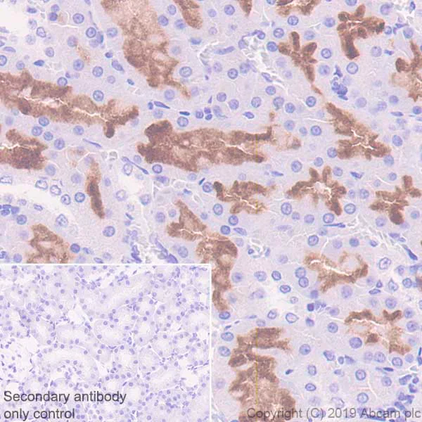 Immunohistochemistry (Formalin/PFA-fixed paraffin-embedded sections) - Anti-Angiotensin Converting Enzyme 1 antibody [EPR22291-247] (AB254222)