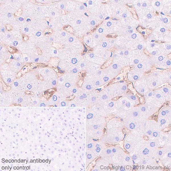 Immunohistochemistry (Formalin/PFA-fixed paraffin-embedded sections) - Anti-Angiotensin Converting Enzyme 1 antibody [EPR22291-247] (AB254222)