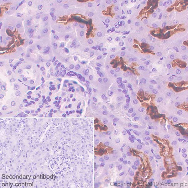 Immunohistochemistry (Formalin/PFA-fixed paraffin-embedded sections) - Anti-Angiotensin Converting Enzyme 1 antibody [EPR22291-247] - BSA and Azide free (AB254278)