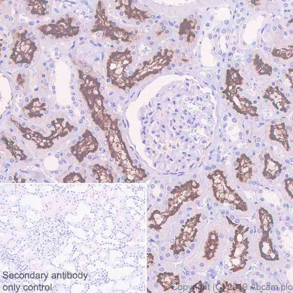 Immunohistochemistry (Formalin/PFA-fixed paraffin-embedded sections) - Anti-Angiotensin Converting Enzyme 1 antibody [EPR22291-247] - BSA and Azide free (AB254278)