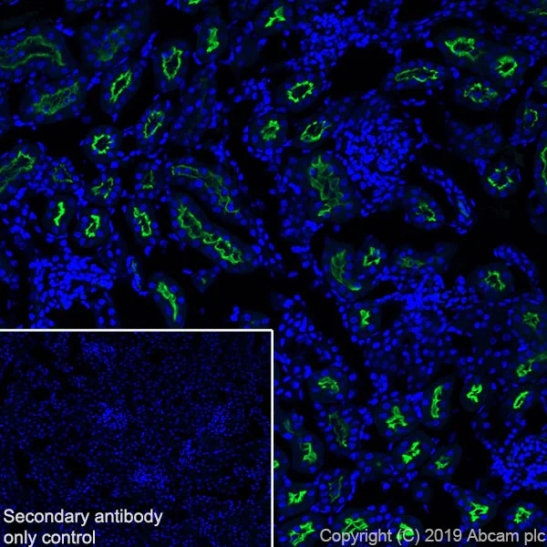 Immunohistochemistry (Frozen sections) - Anti-Angiotensin Converting Enzyme 1 antibody [EPR22291-247] - BSA and Azide free (AB254278)