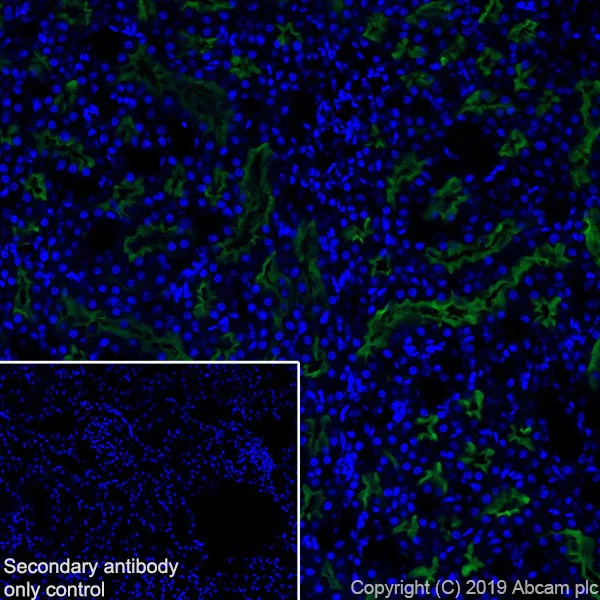 Immunohistochemistry (Frozen sections) - Anti-Angiotensin Converting Enzyme 1 antibody [EPR22291-247] - BSA and Azide free (AB254278)