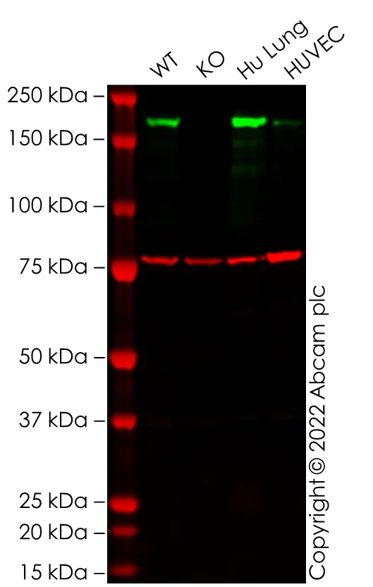 Western blot - Anti-Angiotensin Converting Enzyme 1 antibody [EPR22291-247] - BSA and Azide free (AB254278)