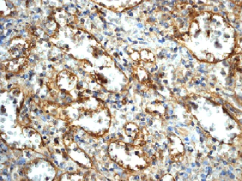Immunohistochemistry (Formalin/PFA-fixed paraffin-embedded sections) - Anti-Angiotensin Converting Enzyme 1 antibody [EPR2757] (AB75762)