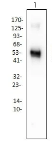 Western blot - Anti-Angiotensin II antibody (AB286174)
