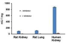 Functional Studies - Angiotensin II Converting Enzyme (ACE2) Activity Assay Kit (Fluorometric) (AB273297)