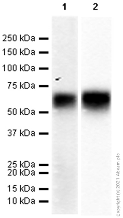 Western blot - Anti-Angiotensin II Type 1 Receptor antibody [EPR3873] (AB124734), expandable thumbnail
