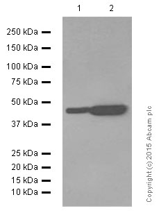 Western blot - Anti-Angiotensin II Type 1 Receptor antibody [EPR3873] (AB124734), expandable thumbnail