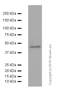 Western blot - Anti-Angiotensin II Type 1 Receptor antibody [EPR3873] (AB124734), expandable thumbnail
