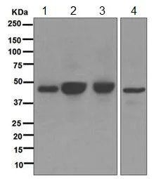 Western blot - Anti-Angiotensin II Type 1 Receptor antibody [EPR3873] - BSA and Azide free (AB239995)