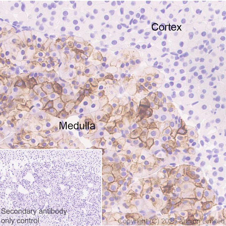 Immunohistochemistry - Anti-Angiotensin II Type 2 Receptor antibody [EPR30232-537] - BSA and Azide free (AB326595)