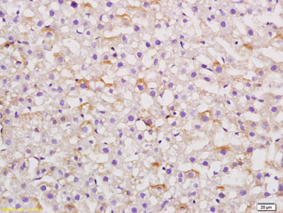 Immunohistochemistry (Formalin/PFA-fixed paraffin-embedded sections) - Anti-Angiotensinogen antibody (AB216411)