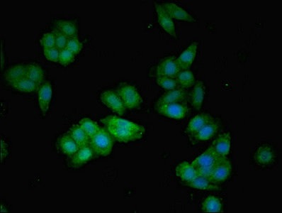 Immunocytochemistry/ Immunofluorescence - Anti-Angiotensinogen antibody (AB236317)