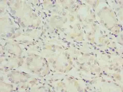 Immunohistochemistry (Formalin/PFA-fixed paraffin-embedded sections) - Anti-Angiotensinogen antibody (AB236317)
