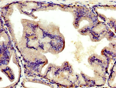 Immunohistochemistry (Formalin/PFA-fixed paraffin-embedded sections) - Anti-Angiotensinogen antibody (AB236317)