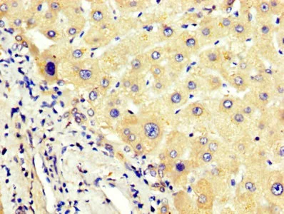 Immunohistochemistry (Formalin/PFA-fixed paraffin-embedded sections) - Anti-Angiotensinogen antibody (AB236317)