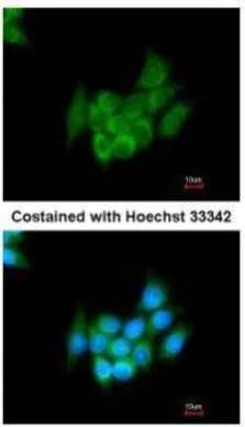 Immunocytochemistry/ Immunofluorescence - Anti-Angiotensinogen antibody (AB97381)