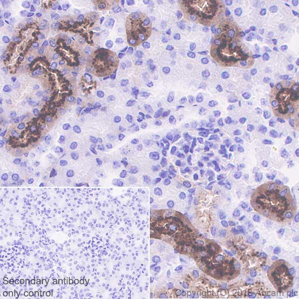 Immunohistochemistry (Formalin/PFA-fixed paraffin-embedded sections) - Anti-Angiotensinogen antibody [EPR22199-203] (AB229005), expandable thumbnail