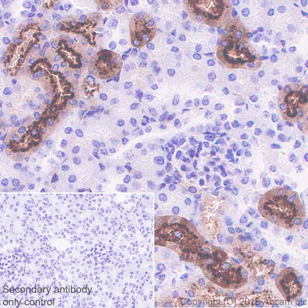 Immunohistochemistry (Formalin/PFA-fixed paraffin-embedded sections) - Anti-Angiotensinogen antibody [EPR22199-203] (AB229005)