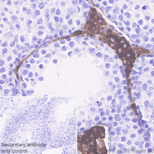 Immunohistochemistry (Formalin/PFA-fixed paraffin-embedded sections) - Anti-Angiotensinogen antibody [EPR22199-203] (AB229005), expandable thumbnail