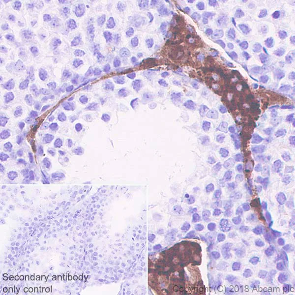 Immunohistochemistry (Formalin/PFA-fixed paraffin-embedded sections) - Anti-Angiotensinogen antibody [EPR22199-203] (AB229005)