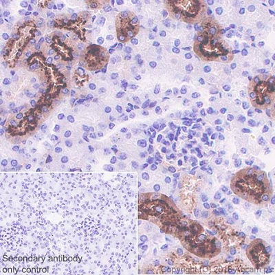 Immunohistochemistry (Formalin/PFA-fixed paraffin-embedded sections) - Anti-Angiotensinogen antibody [EPR22199-203] - BSA and Azide free (AB238173), expandable thumbnail