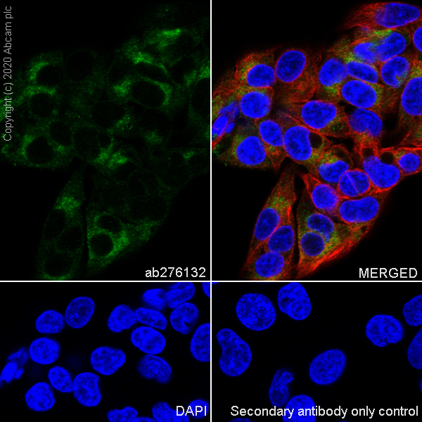 Immunocytochemistry/ Immunofluorescence - Anti-Angiotensinogen antibody [EPR24118-2] (AB276132), expandable thumbnail