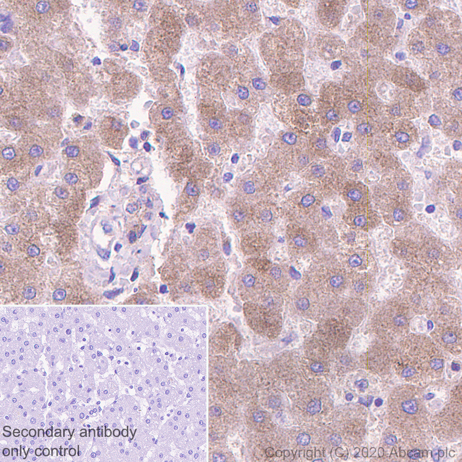 Immunohistochemistry (Formalin/PFA-fixed paraffin-embedded sections) - Anti-Angiotensinogen antibody [EPR24118-2] (ab276132), expandable thumbnail
