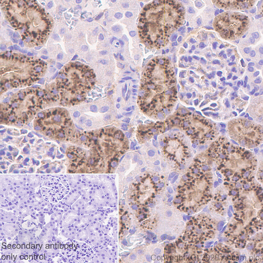 Immunohistochemistry (Formalin/PFA-fixed paraffin-embedded sections) - Anti-Angiotensinogen antibody [EPR24118-2] (AB276132), expandable thumbnail