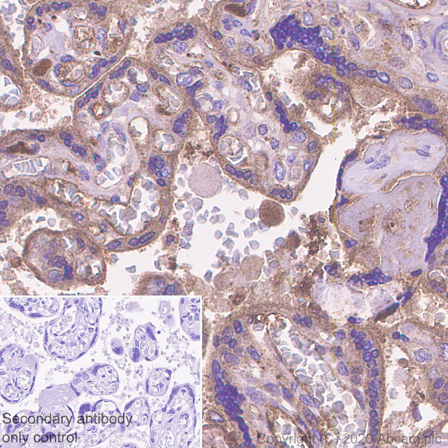Immunohistochemistry (Formalin/PFA-fixed paraffin-embedded sections) - Anti-Angiotensinogen antibody [EPR24118-2] (ab276132), expandable thumbnail