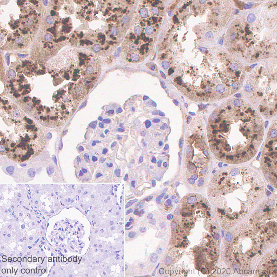 Immunohistochemistry (Formalin/PFA-fixed paraffin-embedded sections) - Anti-Angiotensinogen antibody [EPR24118-2] (ab276132), expandable thumbnail