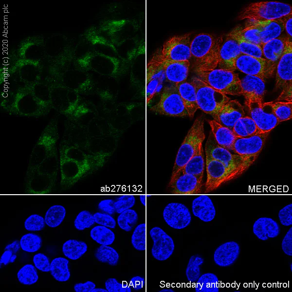 Immunocytochemistry/ Immunofluorescence - Anti-Angiotensinogen antibody [EPR24118-2] - BSA and Azide free (AB276137)