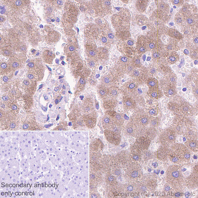 Immunohistochemistry (Formalin/PFA-fixed paraffin-embedded sections) - Anti-Angiotensinogen antibody [EPR24118-2] - BSA and Azide free (AB276137)