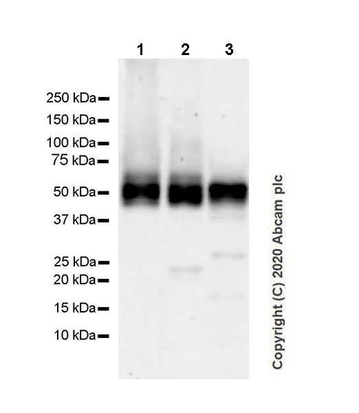 Western blot - Anti-Angiotensinogen antibody [EPR24118-2] - BSA and Azide free (AB276137)