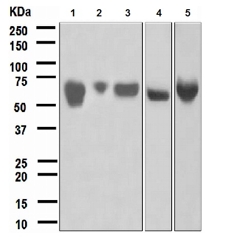 Western blot - Anti-Angiotensinogen antibody [EPR2930(2)] - BSA and Azide free (AB247620), expandable thumbnail
