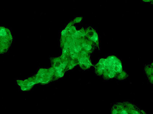 Immunocytochemistry/ Immunofluorescence - Anti-Angiotensinogen antibody [EPR2931] - BSA and Azide free (AB215869), expandable thumbnail