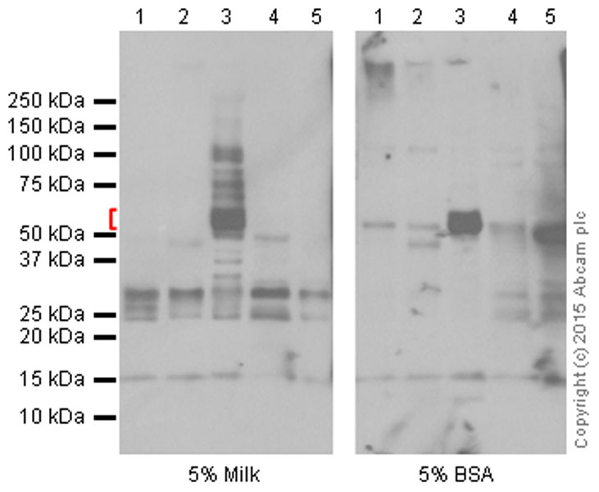 Western blot - Anti-Angiotensinogen antibody [EPR2931] - BSA and Azide free (AB215869), expandable thumbnail