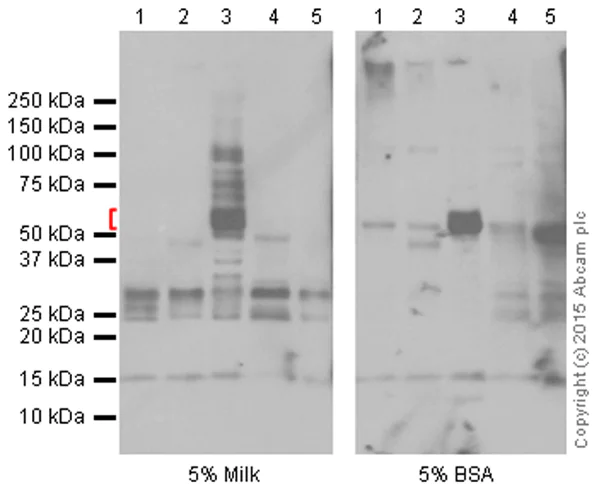Western blot - Anti-Angiotensinogen antibody [EPR2931] - BSA and Azide free (AB215869)
