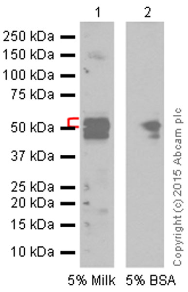 Western blot - Anti-Angiotensinogen antibody [EPR2931] - BSA and Azide free (AB215869), expandable thumbnail