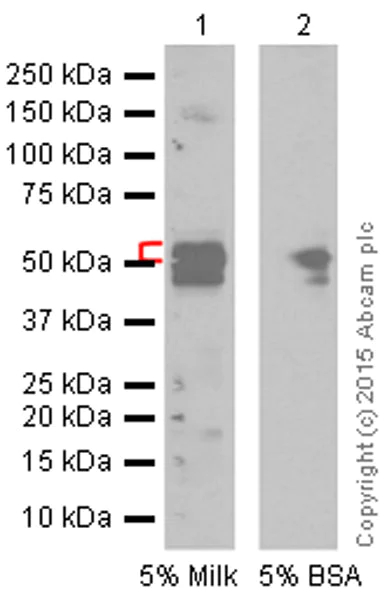 Western blot - Anti-Angiotensinogen antibody [EPR2931] - BSA and Azide free (AB215869)