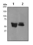 Western blot - Anti-Angiotensinogen antibody [EPR3136Y] - BSA and Azide free (AB247516)