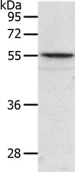 Western blot - Anti-ANGPTL2/ARP2 antibody (AB199133)