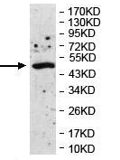 Western blot - Anti-ANGPTL3 antibody (AB118208)