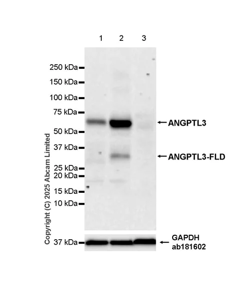 Western blot - Anti-ANGPTL3 antibody [EPR30236-518] - BSA and Azide free (AB324278)
