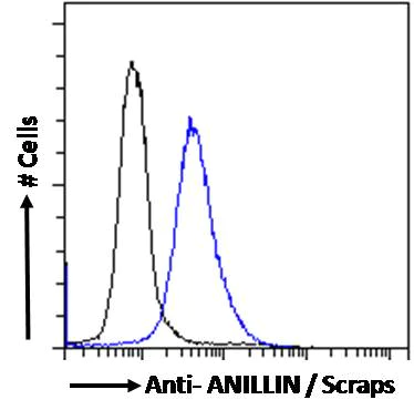 Flow Cytometry (Intracellular) - Anti-Anillin antibody (AB5910)