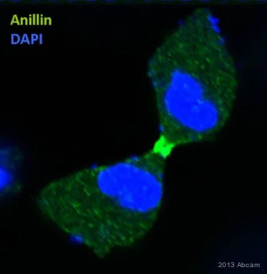 Immunocytochemistry/ Immunofluorescence - Anti-Anillin antibody (AB5910)