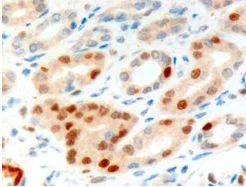 Immunohistochemistry (Formalin/PFA-fixed paraffin-embedded sections) - Anti-Anillin antibody (AB5910)